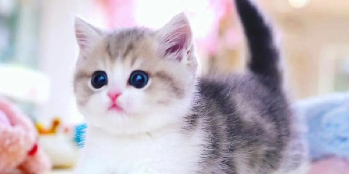 Finding a Munchkin Cat for Sale or Adoption: Your Guide to Choosing the Right Cat