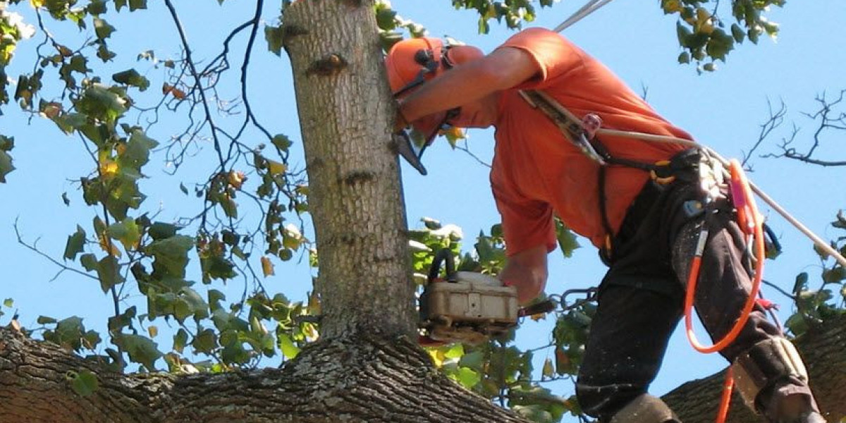 Safe and Reliable Tree Removal Service Melbourne: What You Need to Know