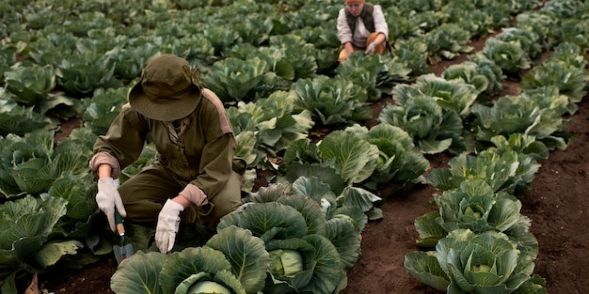 The Complete Guide to Grow Healthy Cabbages: From Seed to Harvest