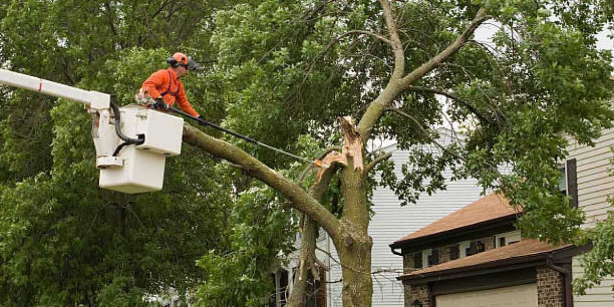 7 Benefits of Professional Tree Trimming Services