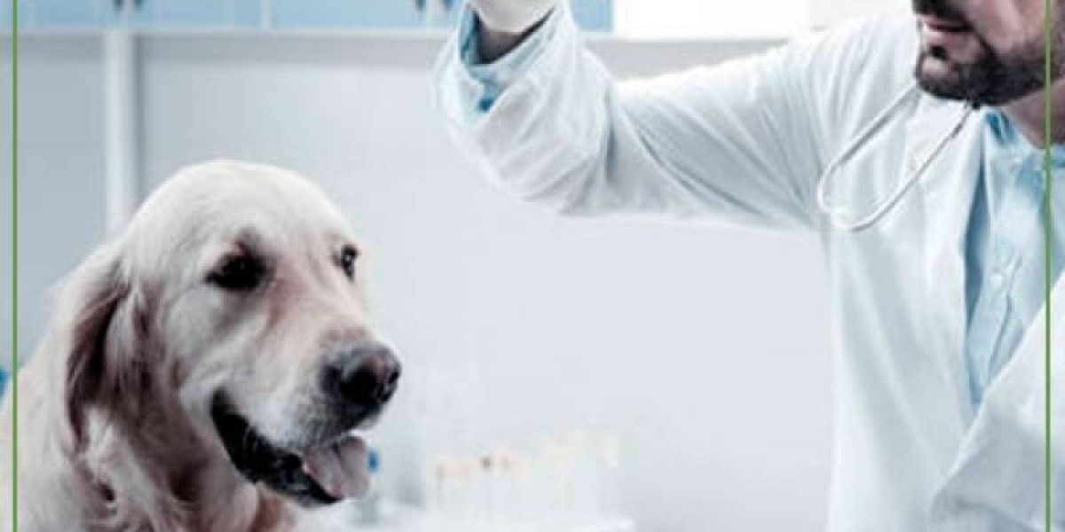 Veterinary Tests for Your Dog