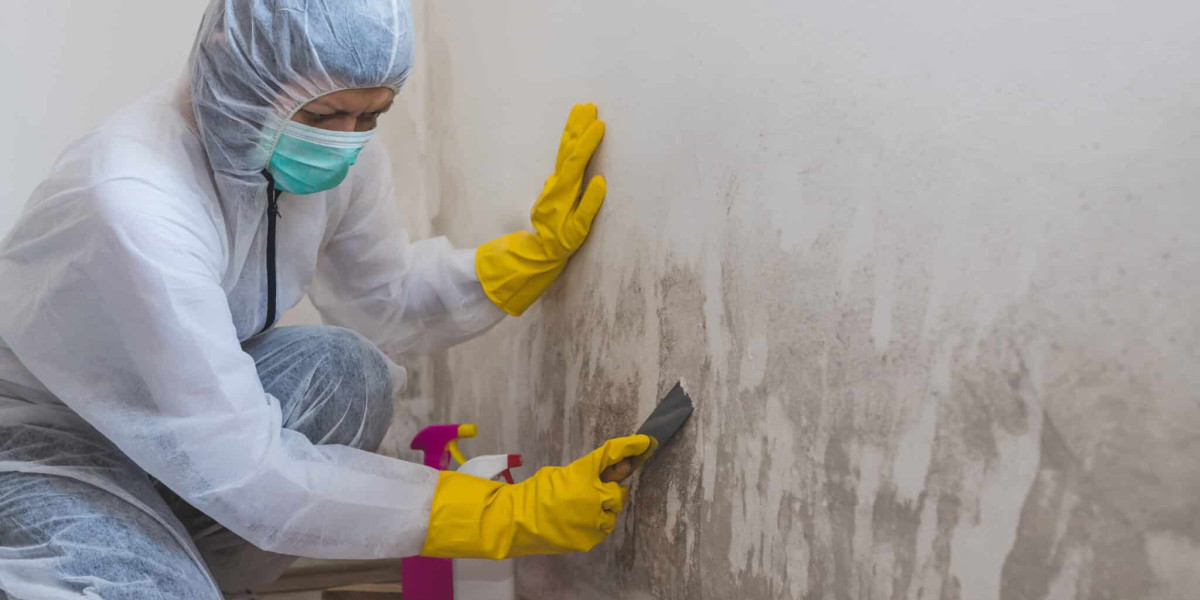 Understanding the Types of Mold in Fort Myers, Florida: A Comprehensive Guide