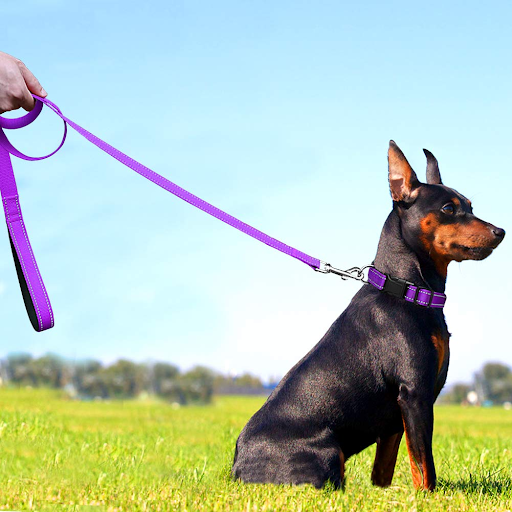 A Leash That Lasts: Why Biothane is the Best Material for Dog Owners