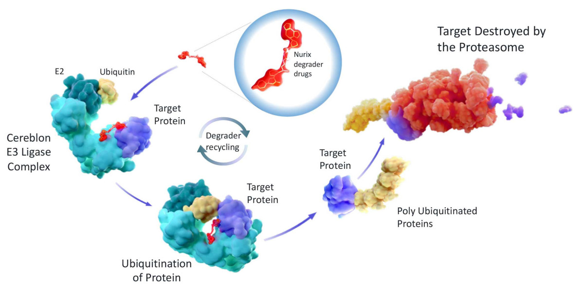 Targeted Protein Degradation Market Set for Explosive Growth, Reaching USD 3.46B by 2035