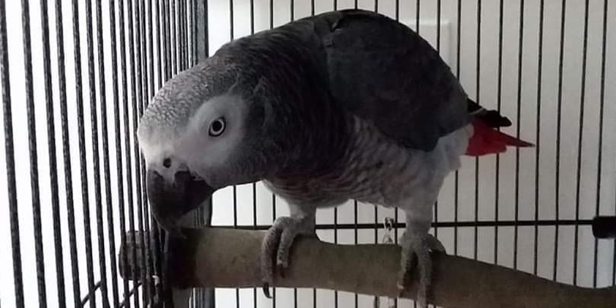 So You've Bought African Grey Parrot ... Now What?