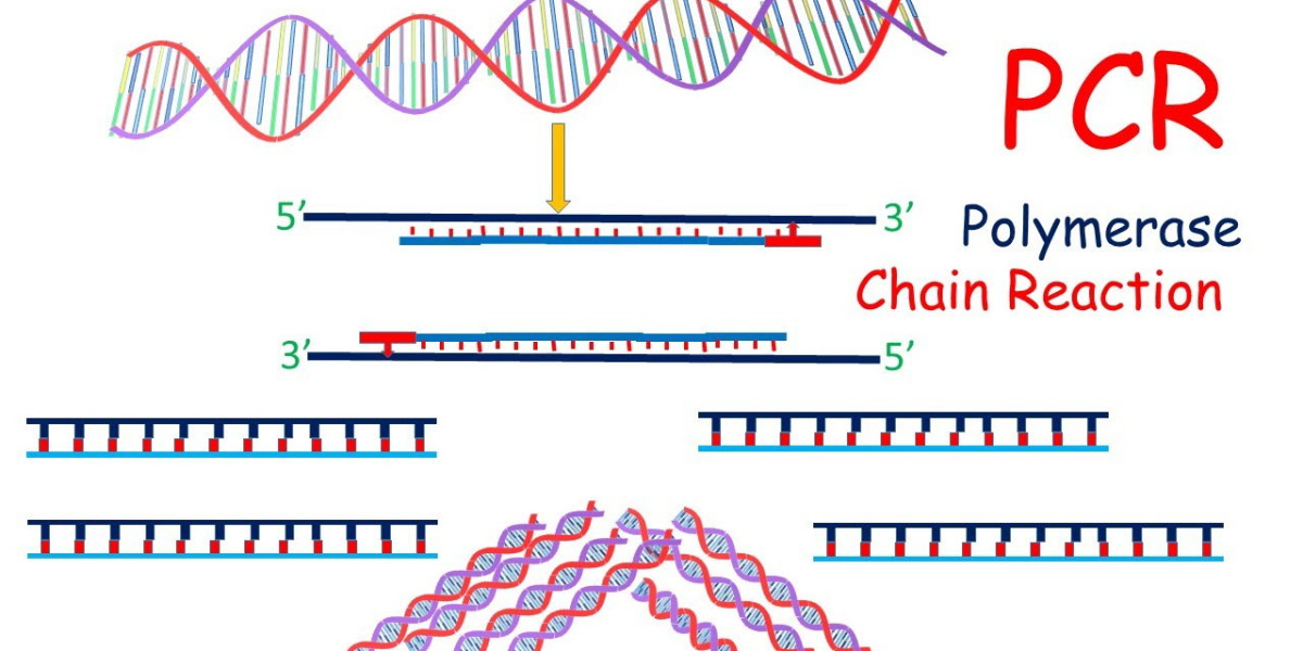 PCR Market Insights: Innovations in Real-Time and Digital PCR Systems