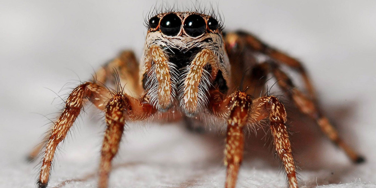 Spider Control Canberra: Expert Solutions for Safe, Spider-Free Homes