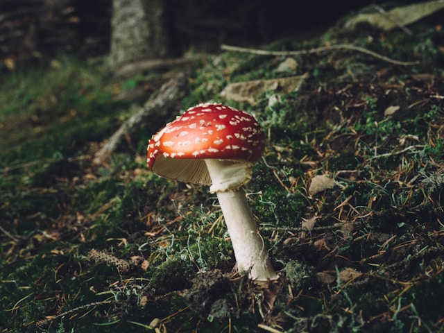 Medicinal Mushroom Guide – Urban Pulse Journal