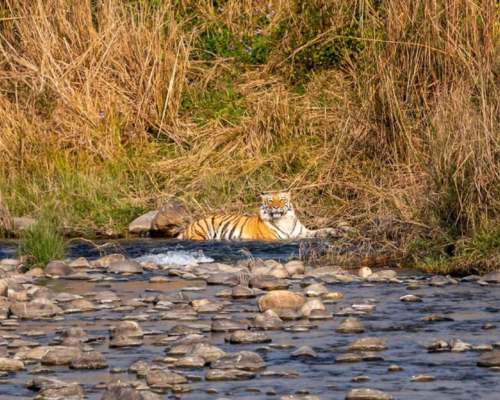 Best Jungle Safari in Jim Corbett National Park