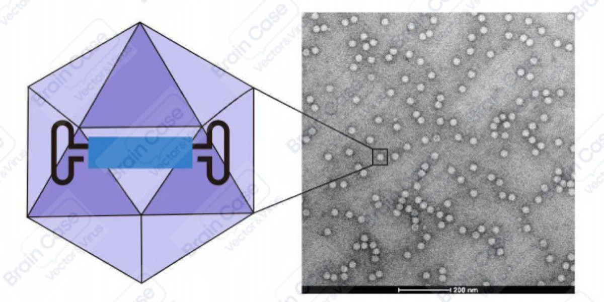 Lentivirus Production: A Comprehensive Guide