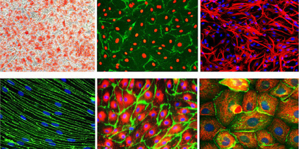 Asia Pacific Emerges as Key Growth Hub for Human Primary Cell Culture Market