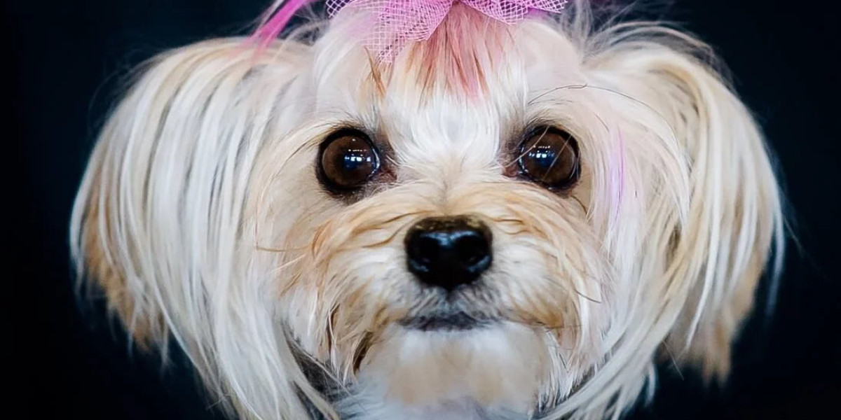 Find Vibrant and Durable Bows for Pets