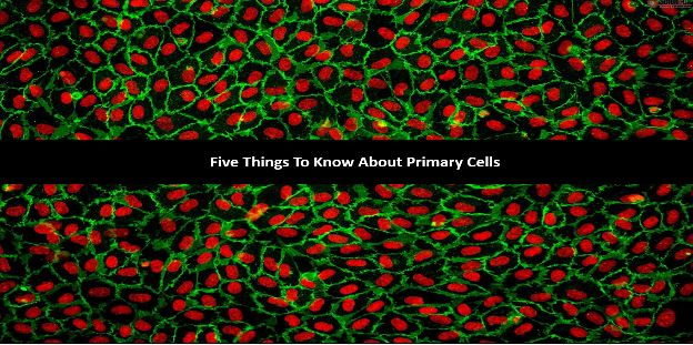 5 Most Important Things to Know about Primary Cells I Kosheeka