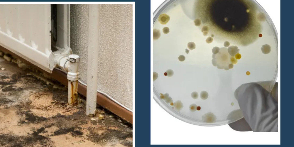 Mold Testing in Glendale: Safeguarding Your Home and Health