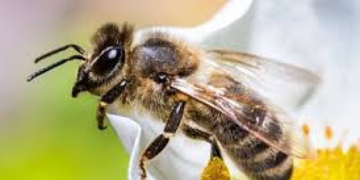 The Ultimate Guide to Safe and Effective Bee and Pest Removal