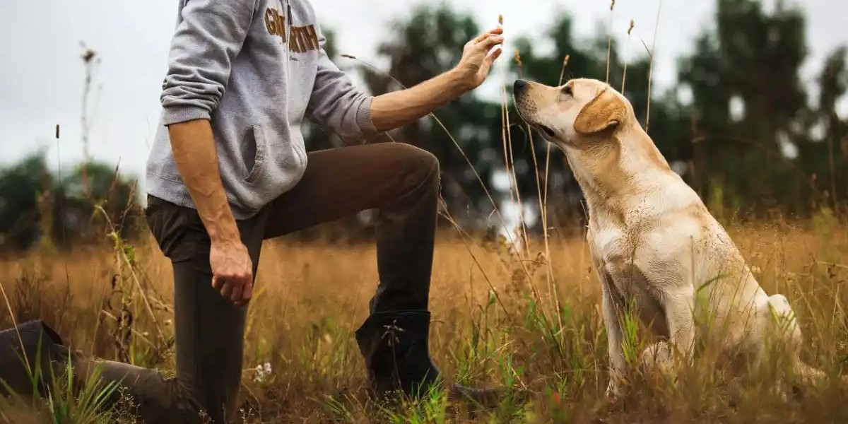 Why Dog Grooming at Home in Gurgaon Is More Important Than You Think
